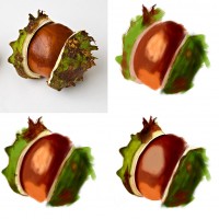 Chestnut study