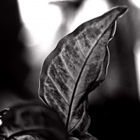 Syngonium podophyllum - on an alien planet, at dawn